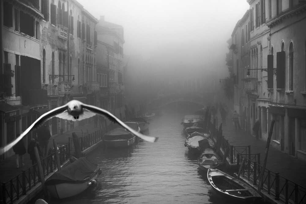 Seagull from the mist van Stefano Avolio