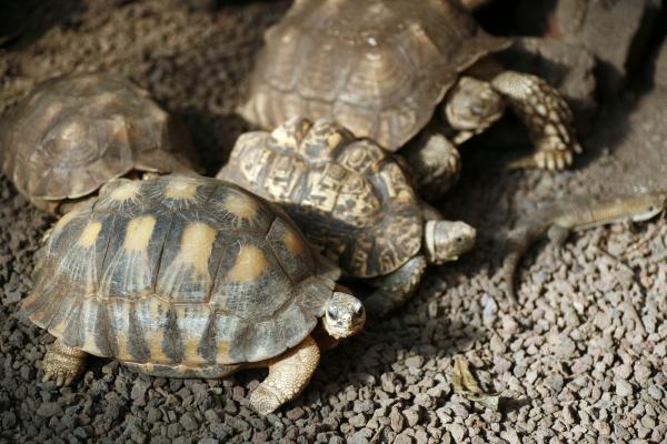 Schildkröten van Steffen Breyer