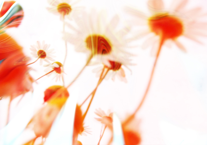 Sommenblumen wachsen dem Himmel entgegen van Stephan  Rossmann