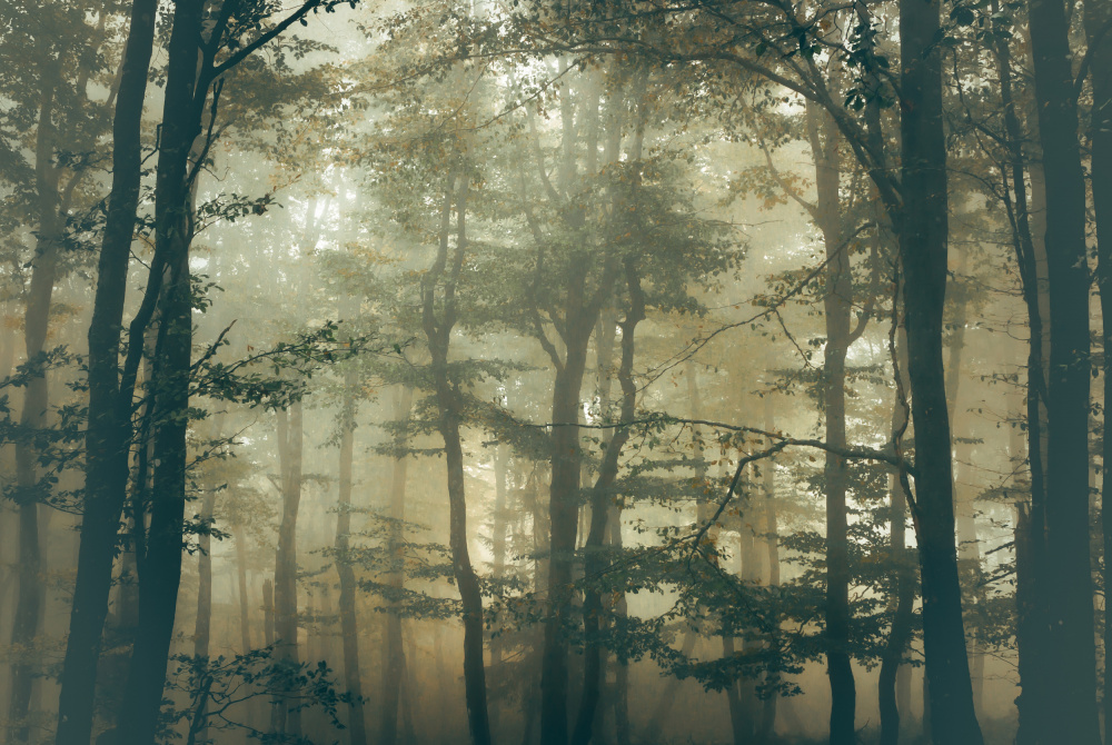 Forest van Stephanie Kleimann