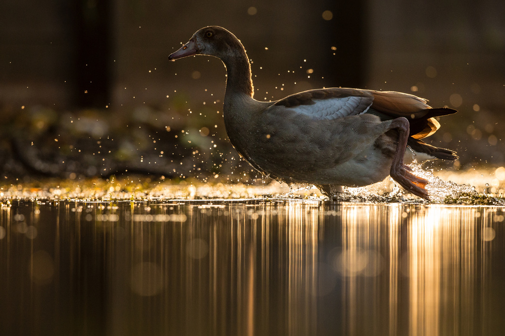 Golden Goose van Stuart Harling