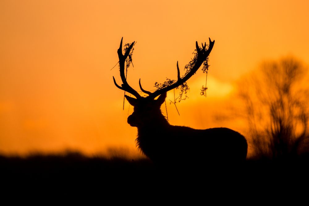Red Deer Stag Silhouette van Stuart Harling