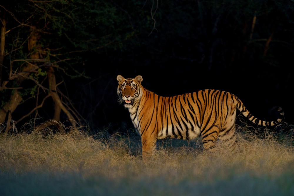 Flaming Tigress Riddhi van Sumangal Sethi