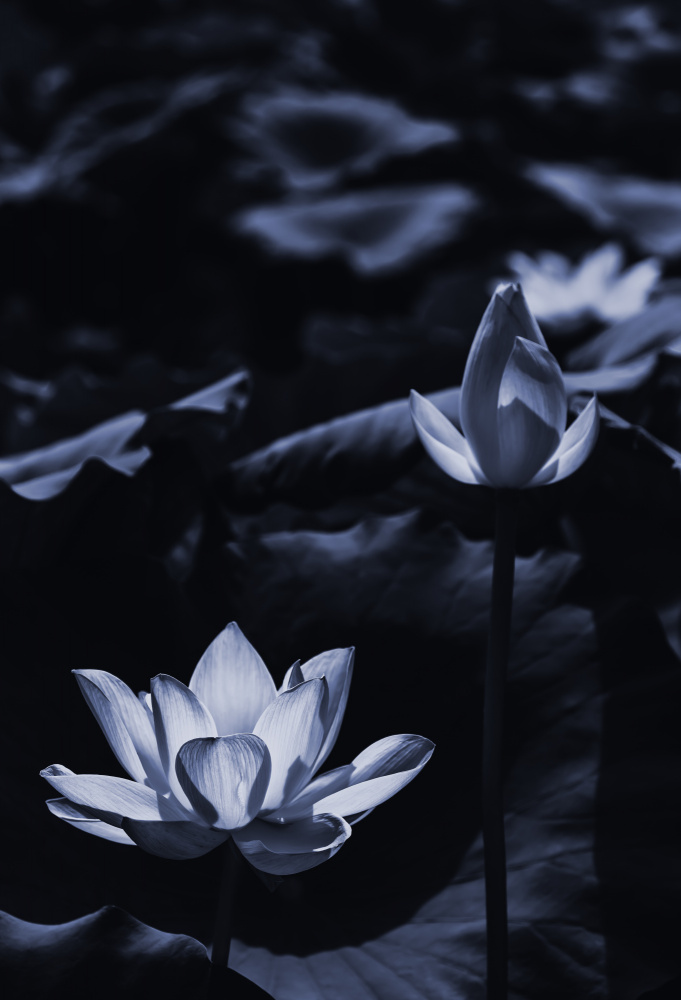 Midsummer lotus field_bi van Sunao Isotani