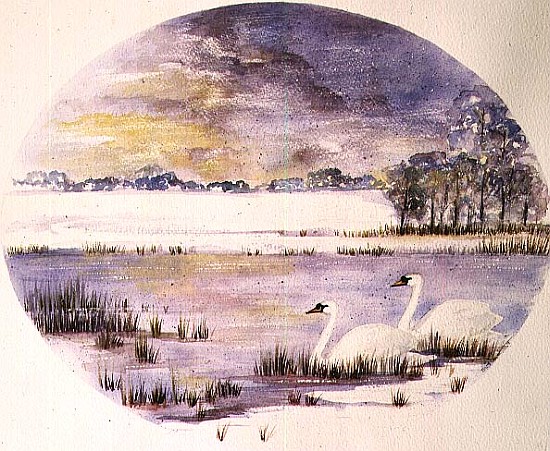 Swans on the Lake (w/c) van Suzi  Kennett