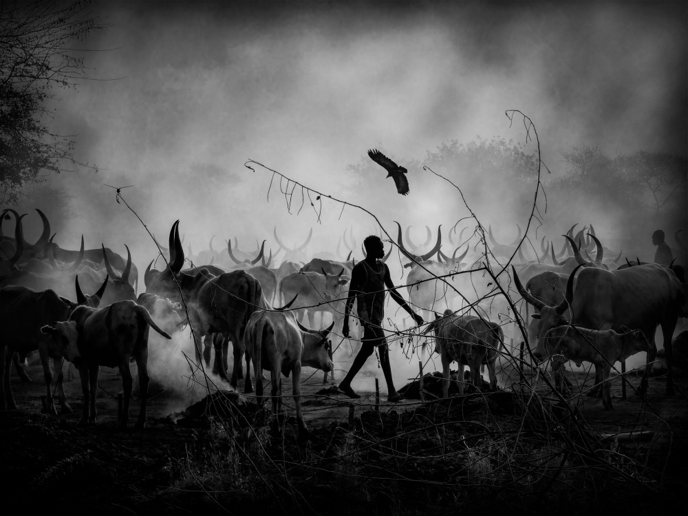 Mundaris cows shadows, SOUTH SUDAN 2021 van Svetlin Yosifov