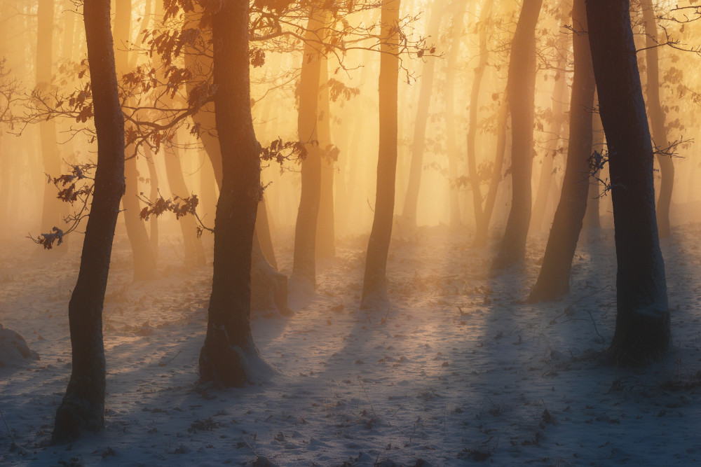 Winter forest van Szabo Zsolt Andras