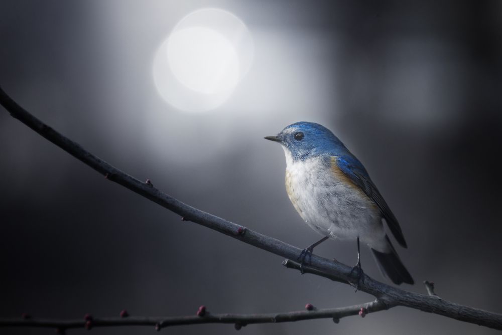Blue Bird van Takashi Suzuki