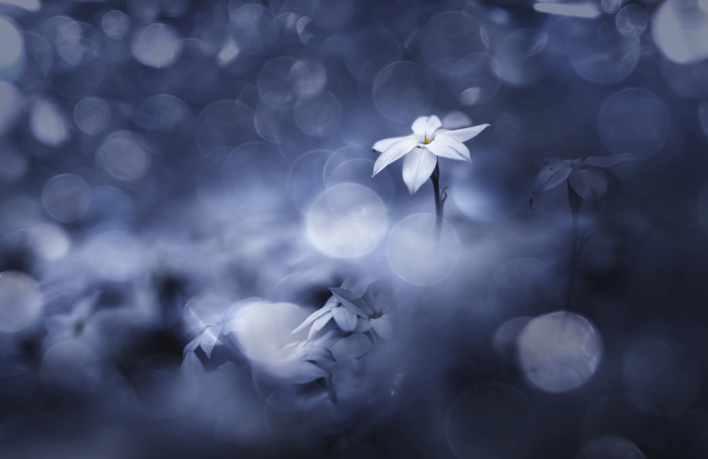 Sparkling background van Takashi Suzuki