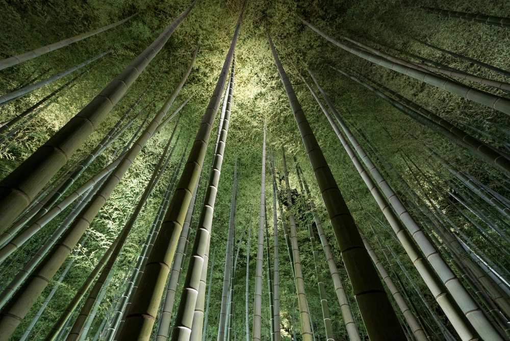 Bamboo Night van Takeshi Marumoto