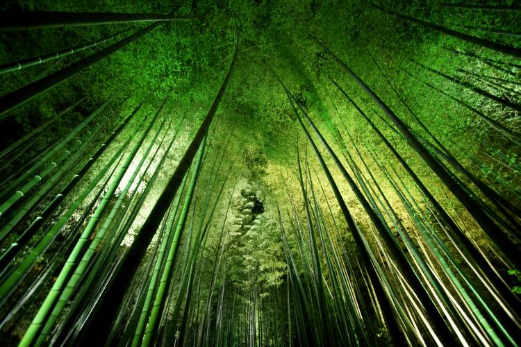 Bamboo night van Takeshi Marumoto