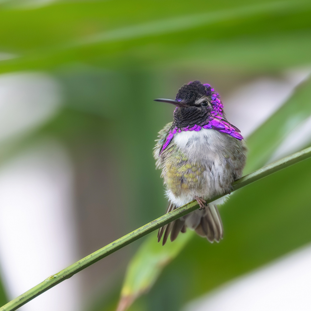 Costas Hummingbird van Taksing (吉星高照)