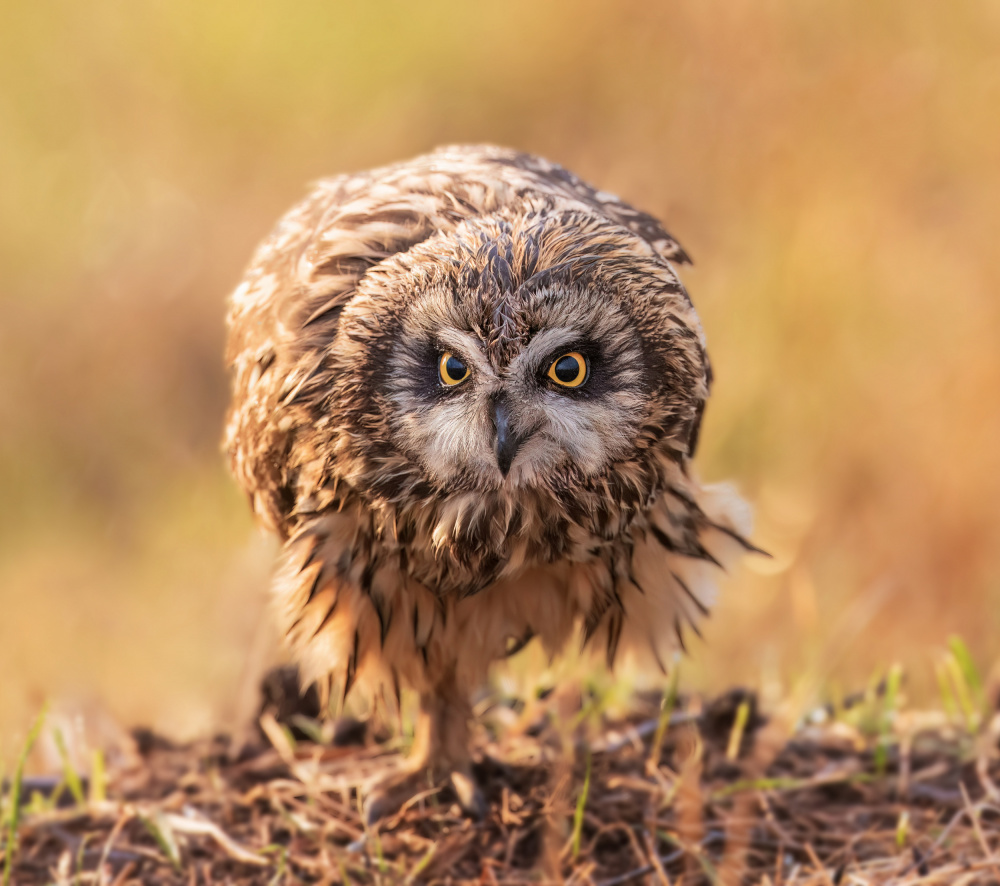 short-eared owl van Taksing (吉星高照)