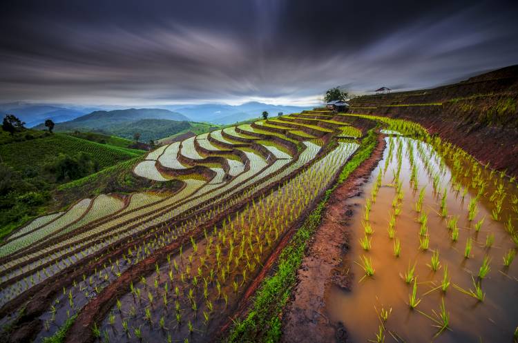 Unseen Rice Field van Tetra