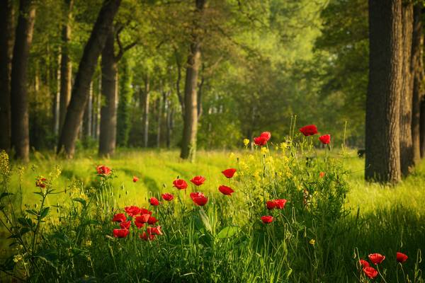 Poppies in a Dutch forest van Tham Do