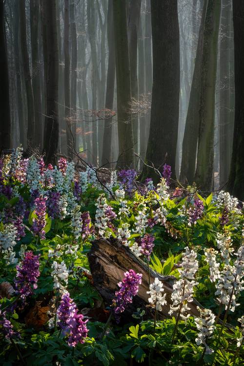 The flower forest van Tham Do