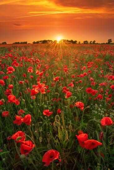 Blooming poppies at sunset