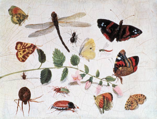 Butterflies, Insects and Flowers van the Elder Kessel