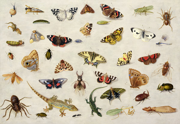 A Study of insects van the Elder Kessel