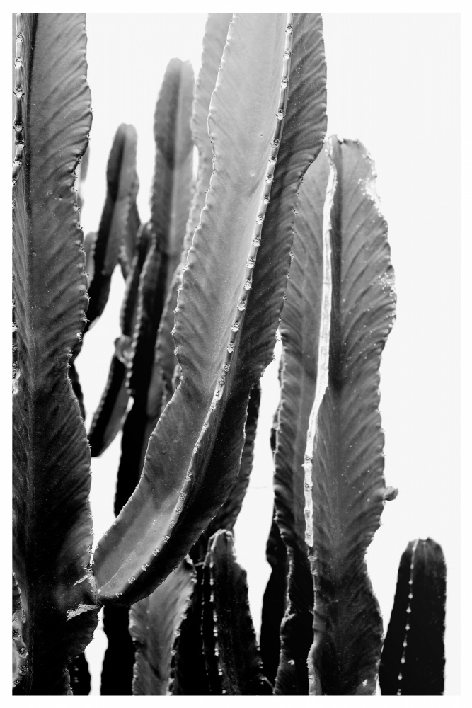 BOHO Cactus van THE MIUUS STUDIO