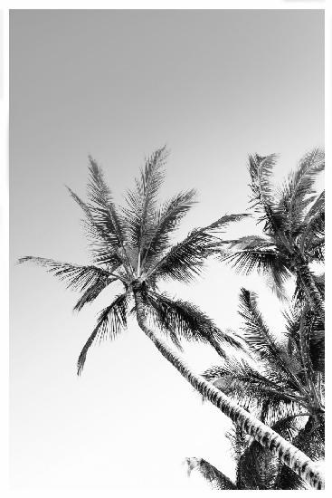 Palms Black and White Photography