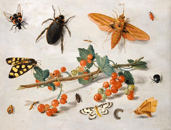 A sprig of redcurrants with an elephant hawk moth, a magpie moth and other insects, 1657 (oil on cop van the Elder Kessel Jan van