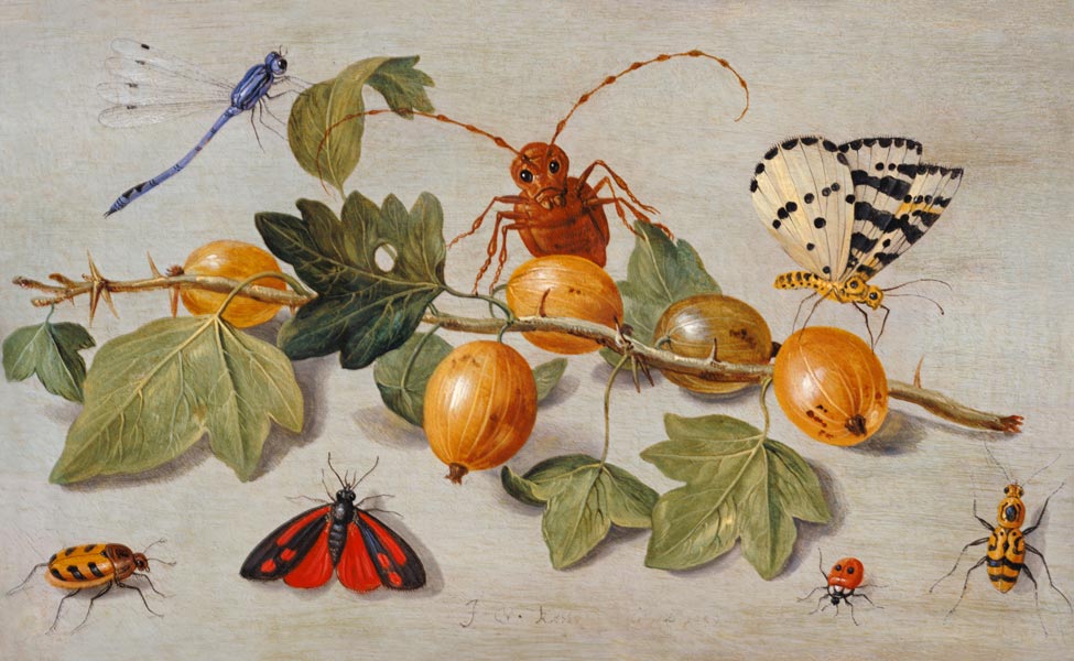 Still life of branch of gooseberries, with a butterfly, moth, damsel fly and other insects (oil on c van the Elder Kessel Jan van