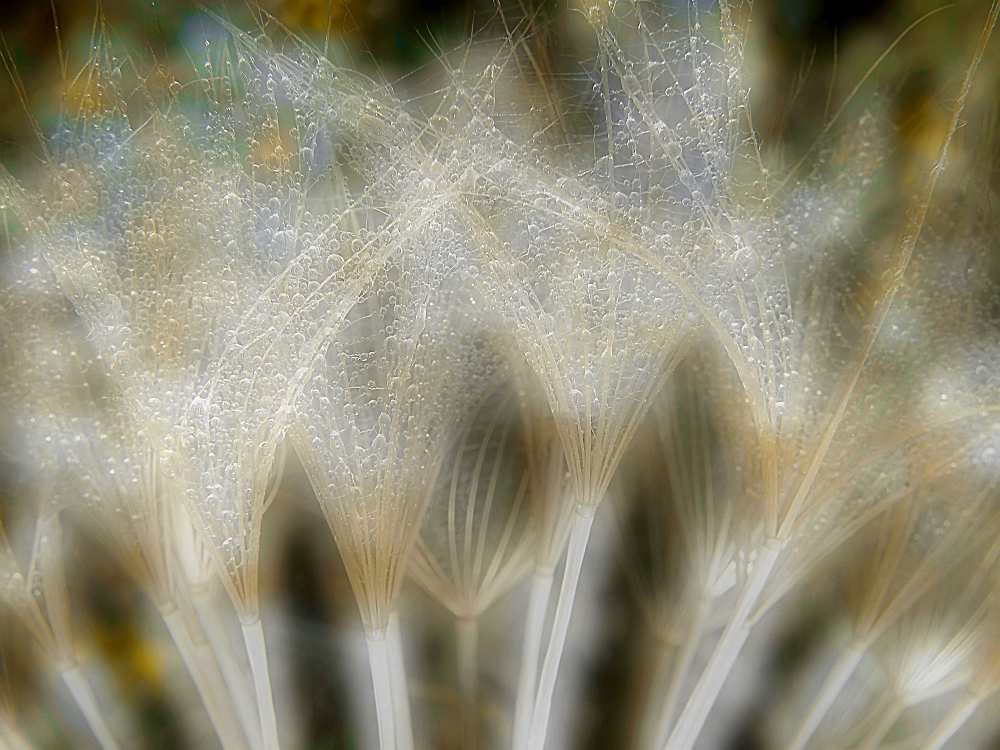 Fireworks nature... van Thierry Dufour