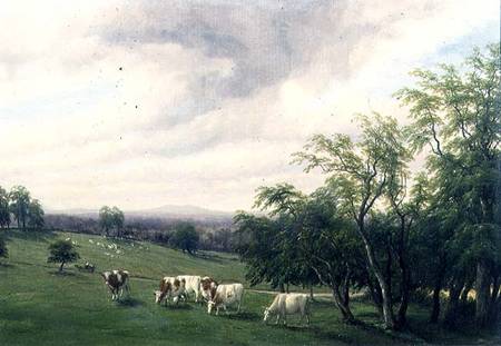 Cattle Grazing in Parkland van Thomas Baker