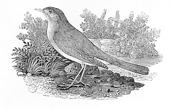 The Nightingale (Luscinia megarhynchos) from the ''History of British Birds'' Volume I, pub. 1797 van Thomas Bewick