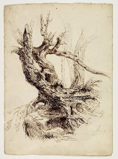 Gnarled Tree Trunk van Thomas Cole