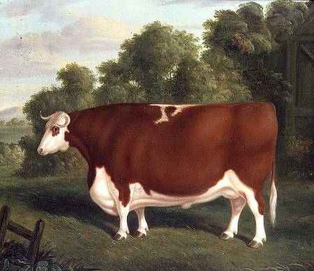 Ox van Thomas Roebuck