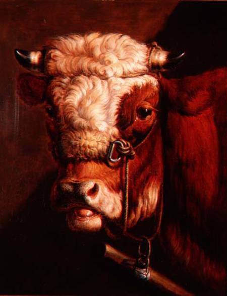 Portrait of a Bull's Head van Thomas Sidney Cooper