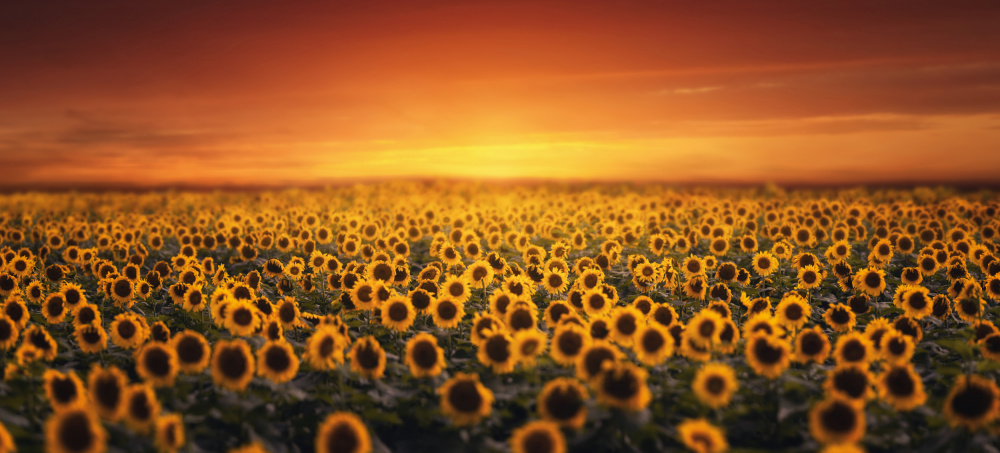 Sunset on Sunflower field van Tiger Seo