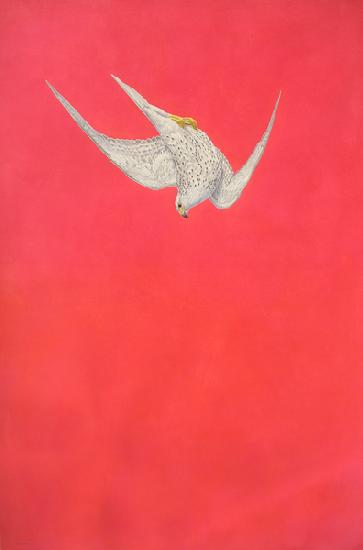Pink Swoop  Gyr Falcon