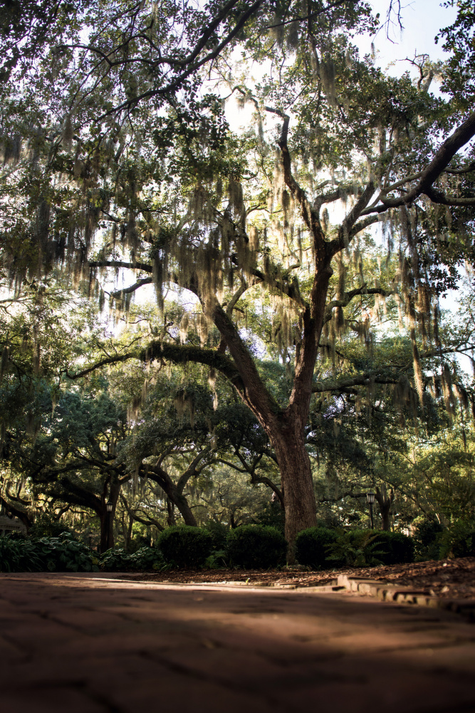Oaks in Savannah van Tim Mossholder