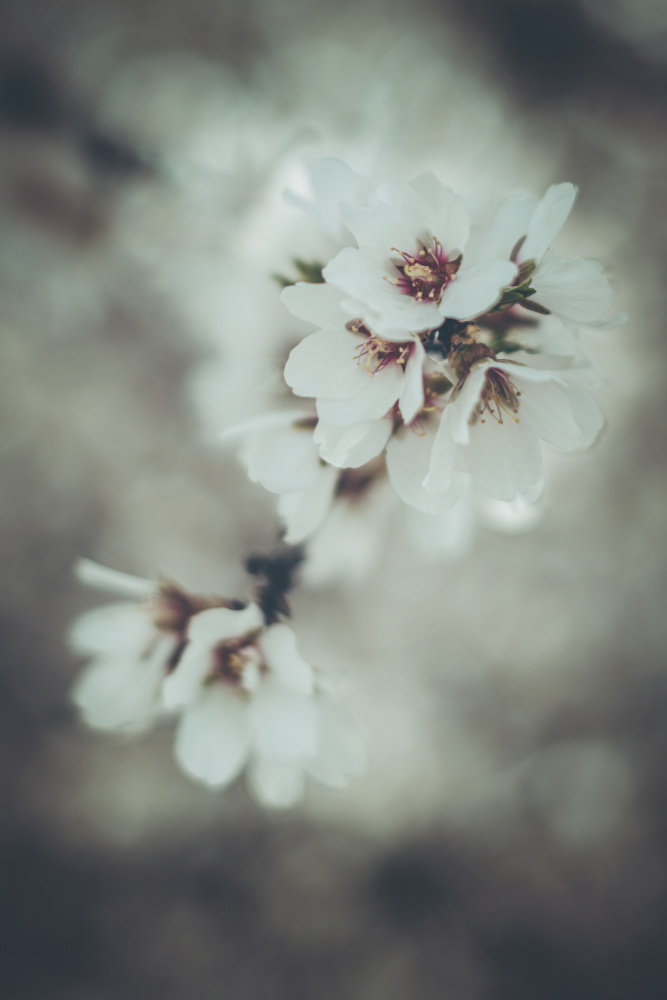 Almond Blossoms van Tim Mossholder