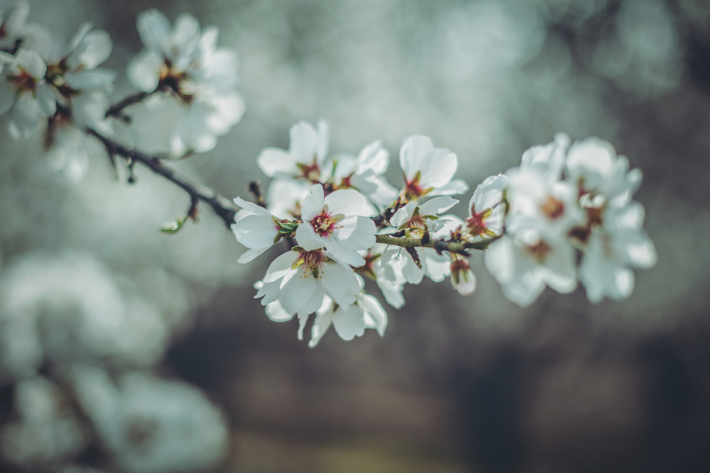 Almond Blossoms van Tim Mossholder
