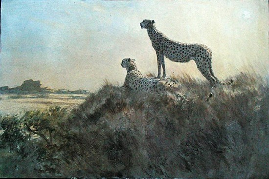 Cheetah, Serengeti (oil on board)  van Tim  Scott Bolton