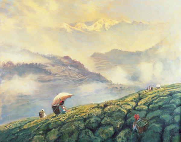 Tea Picking, Darjeeling, India, 1999 (oil on canvas) 