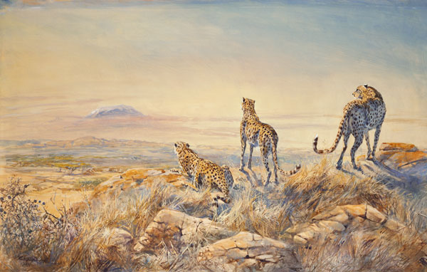 Cheetah with Kilimanjaro in the background, 1991 (w/c)  van Tim  Scott Bolton