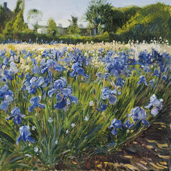 Above the Blue Irises (oil on canvas)  van Timothy  Easton