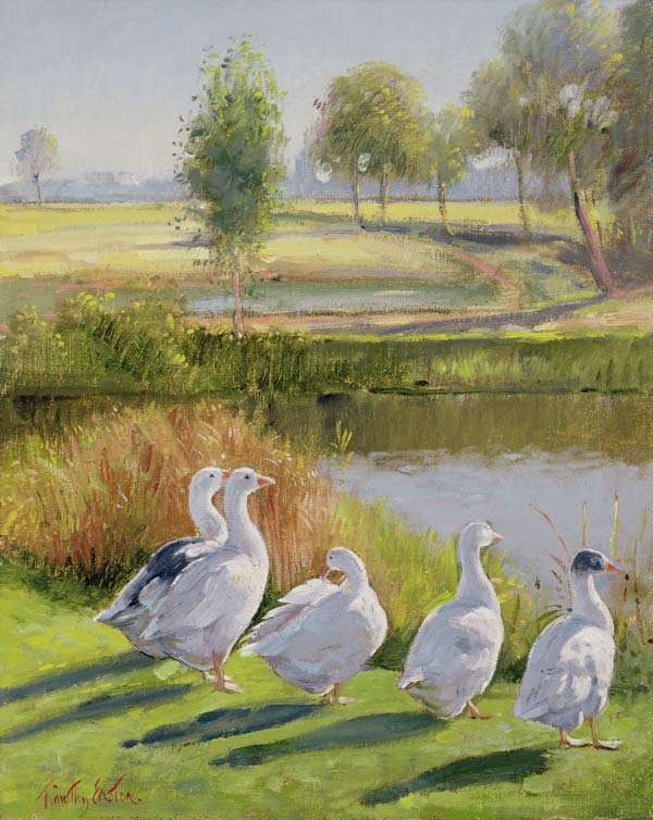 Gooseguard (oil on canvas)  van Timothy  Easton