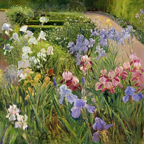 Irises at Bedfield (oil on canvas)  van Timothy  Easton