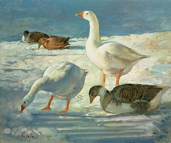 Geese and Mallards, 2000 (oil on canvas)  van Timothy  Easton
