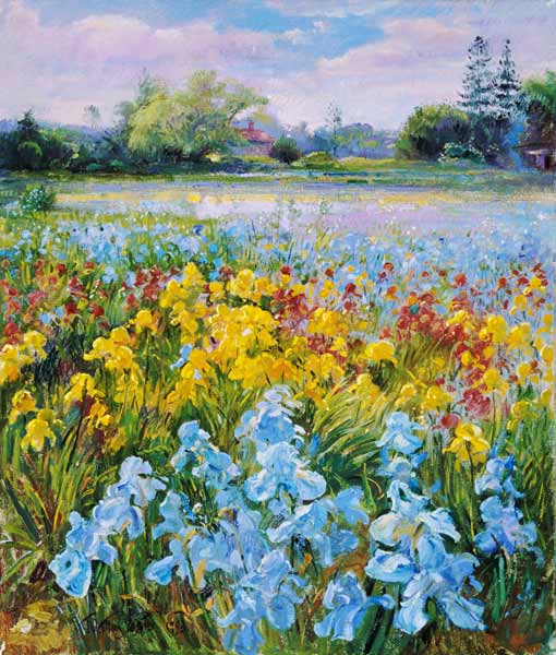 Irises, Willow and Fir Tree, 1993 (oil on canvas)  van Timothy  Easton
