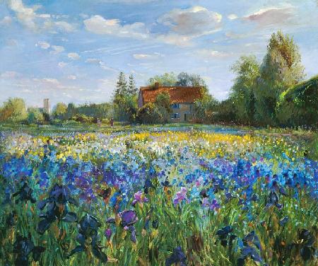 Evening at the Iris Field  - Timothy  Easton - Timothy  Easton