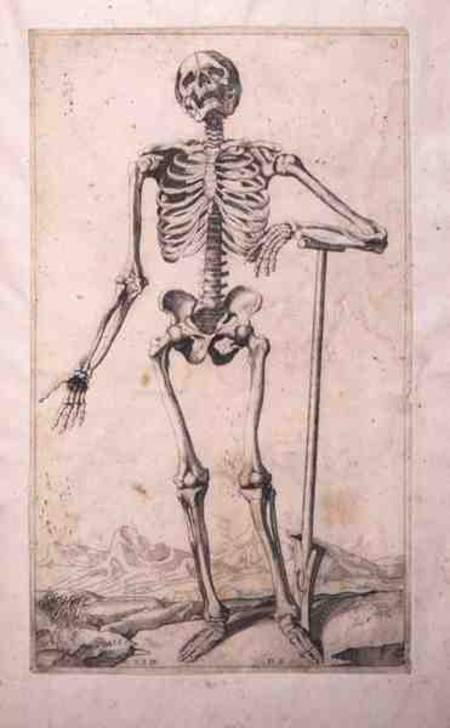 Anatomical study van Tizian (eigentl. Tiziano Vercellio)