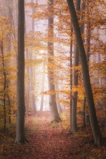 Autumn Woodland in Fog