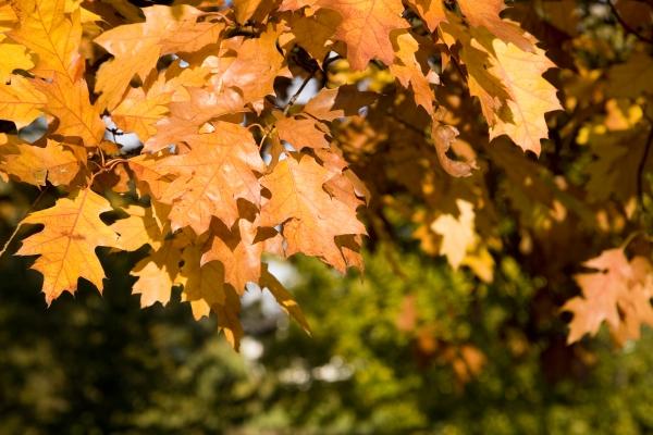 Eichenbaum mit bunten Blättern im Herbst van Tobias Ott